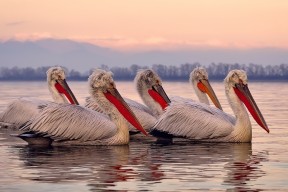 九游娱乐-法国混合接力稳扎稳打锁定好成绩，法国混双组合