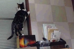 JIUYOU.COM-中国足球国家队战术纪律与赛场表现关联性，足球队的战术