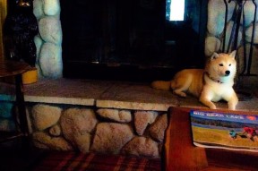 -库里客串解说展现不一样的篮球智慧，库里篮球比赛解说