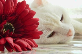 九游网页版官网-中国足球俱乐部成立教练讲师团开展区域指导，足球协会教练