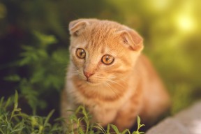 Jiuyou-中国足球训练中速度与耐力结合后的比赛表现提升，足球速度耐力训练方法