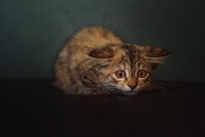 JiuyouAPP下载-马洛卡主场气势高涨提升攻防质量，马洛卡对莱万特比分预测