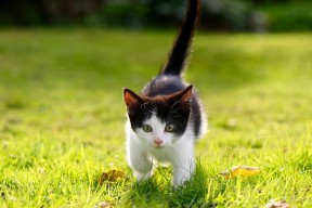 -德甲联赛的场馆现代化升级，德甲球场标准