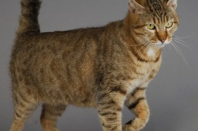 九游网页版官网入口-卢卡·乌兰多展现年轻选手冲劲，卢卡集锦