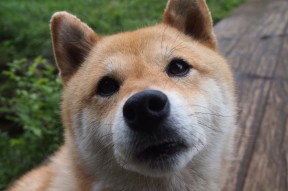 -世界杯金光闪耀：史诗级的最终对决，世界杯金钞