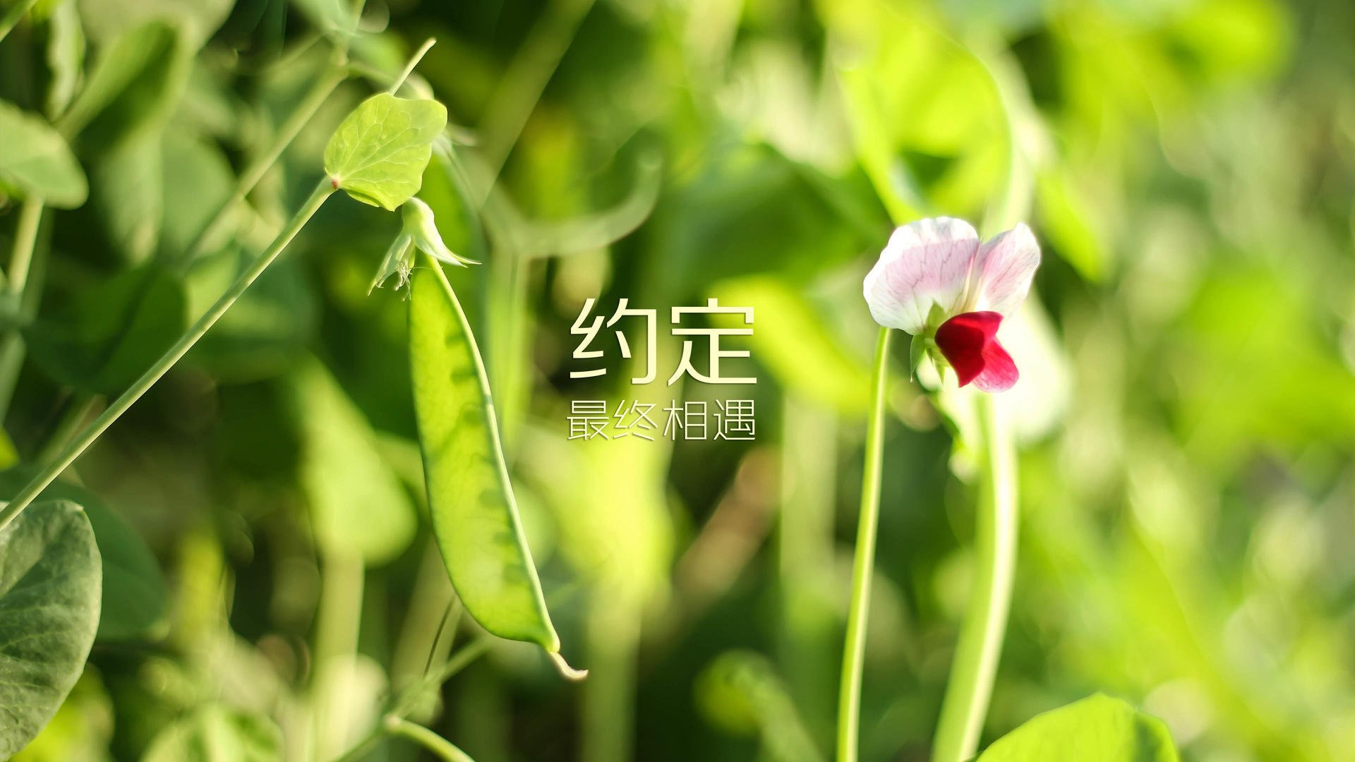 体育直播平台青少年保护机制及政策建议，青少年网络保护系列活动直播平台