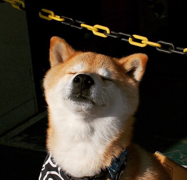 北京鸭后卫线发力带动整体进攻节奏,北京鸭队