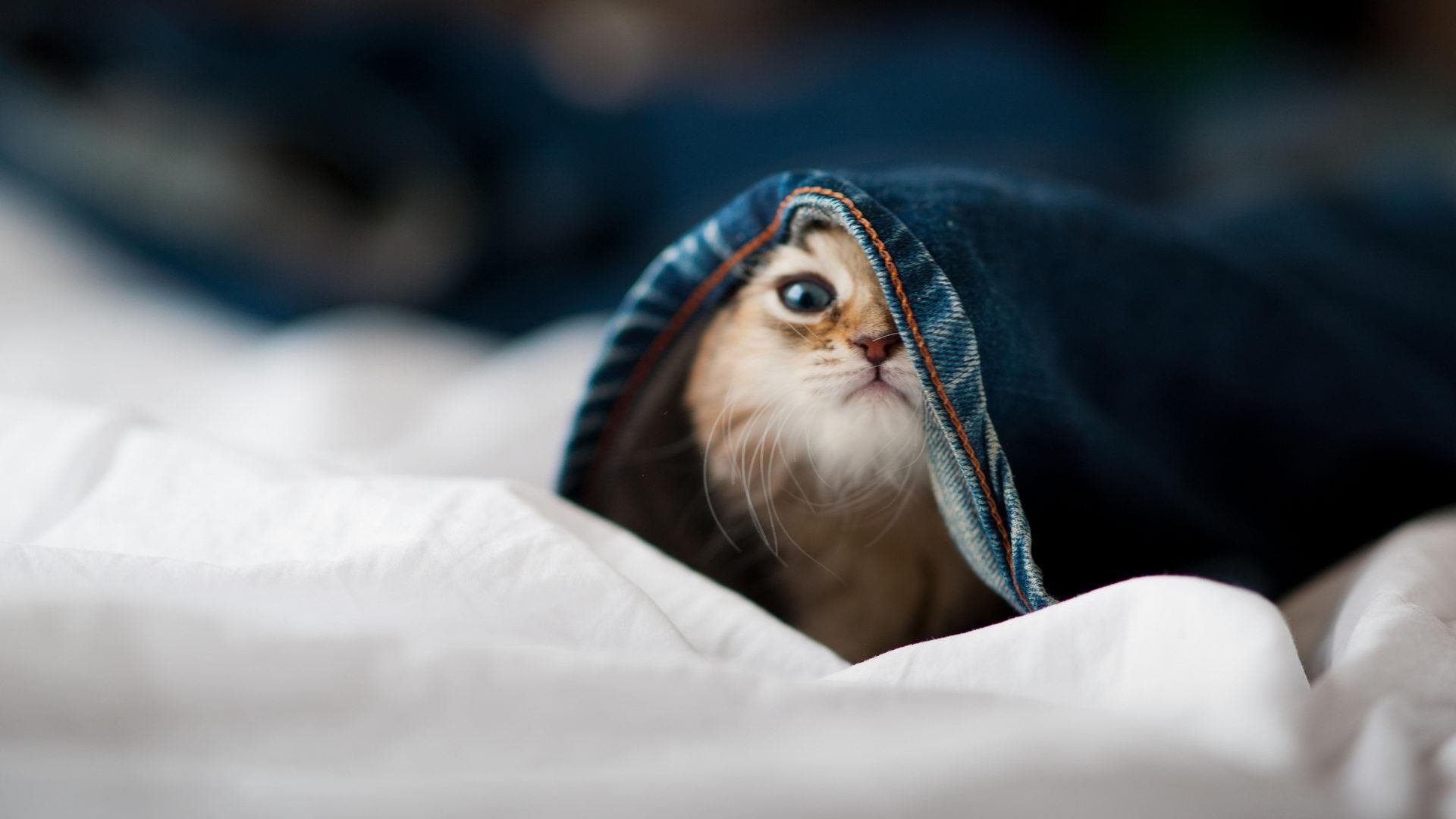 瑞典团队如何在2024年世界杯上打破桎梏，瑞典足球世界杯