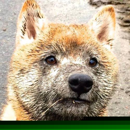 羽毛球赛季进入冲刺阶段竞争激烈,羽毛球新赛制