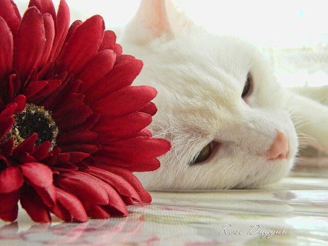 中国足球俱乐部成立教练讲师团开展区域指导,足球协会教练