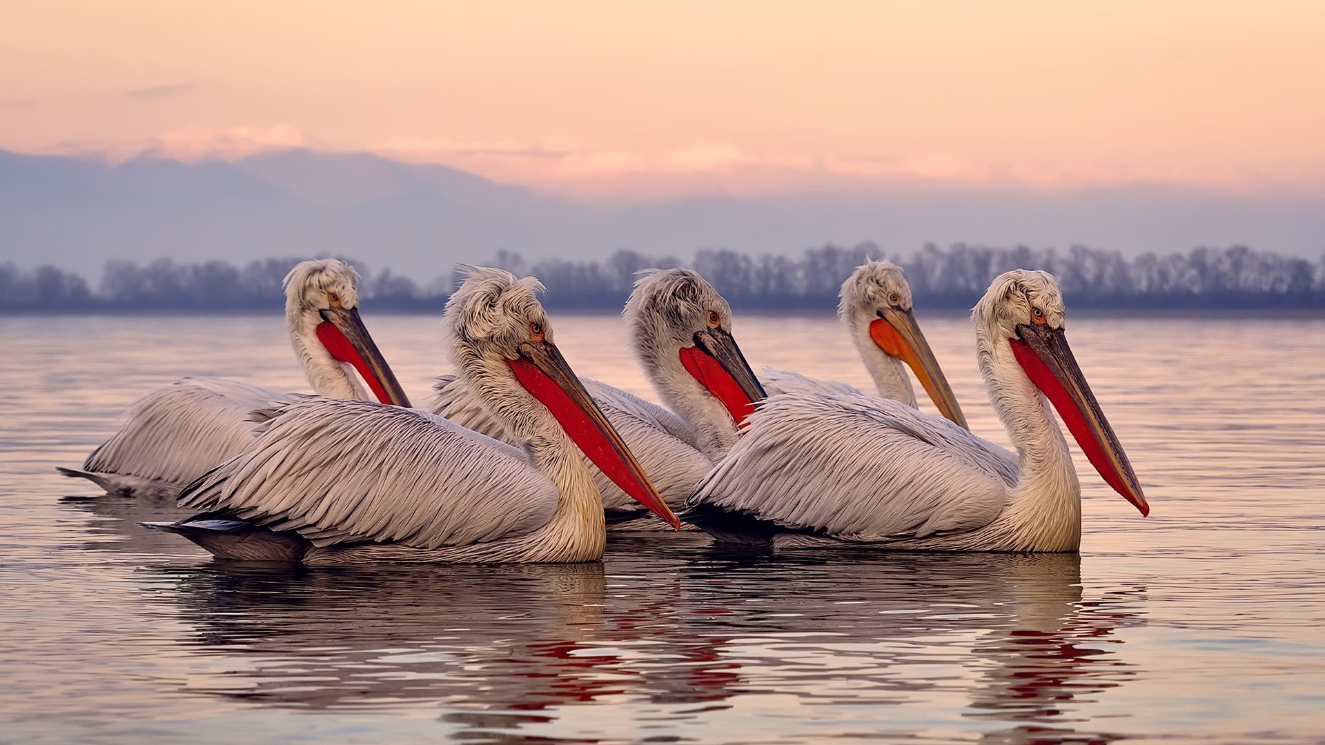 塞尔维亚男篮在欧洲国家联赛中夺冠，展现强大团队实力，塞尔维亚男篮2020