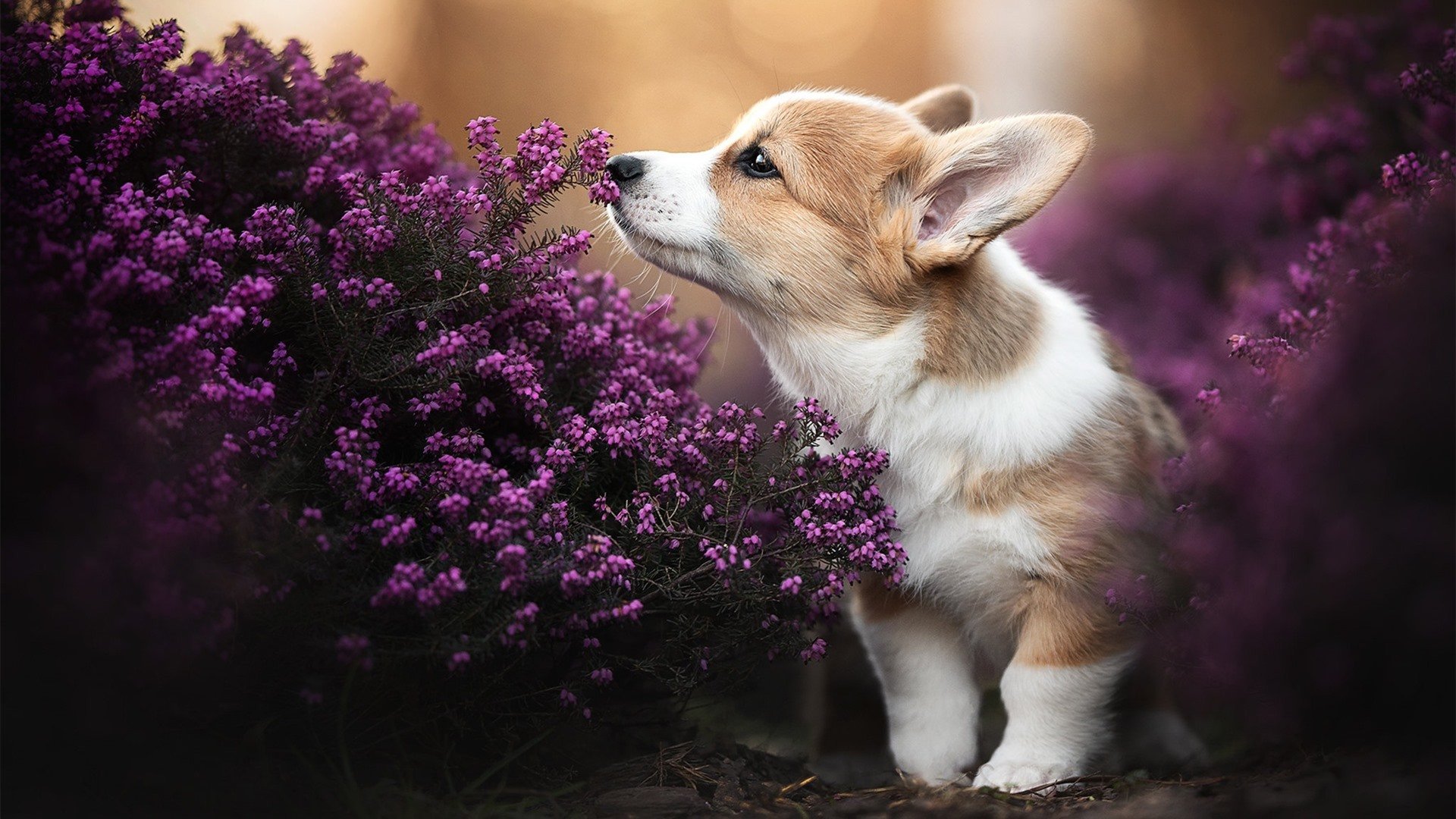 巴林男篮在西亚锦标赛中夺冠,体育事业快速发展