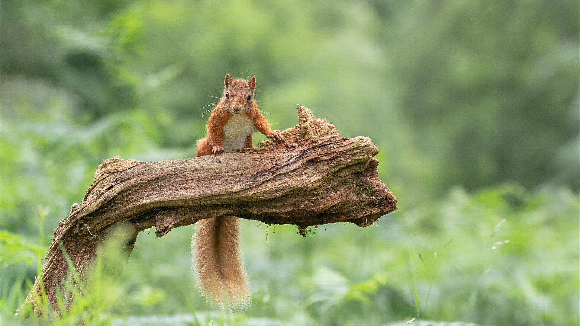 张雨霏训练节奏稳定教练组给予肯定,张雨霏的现任教练是哪里人