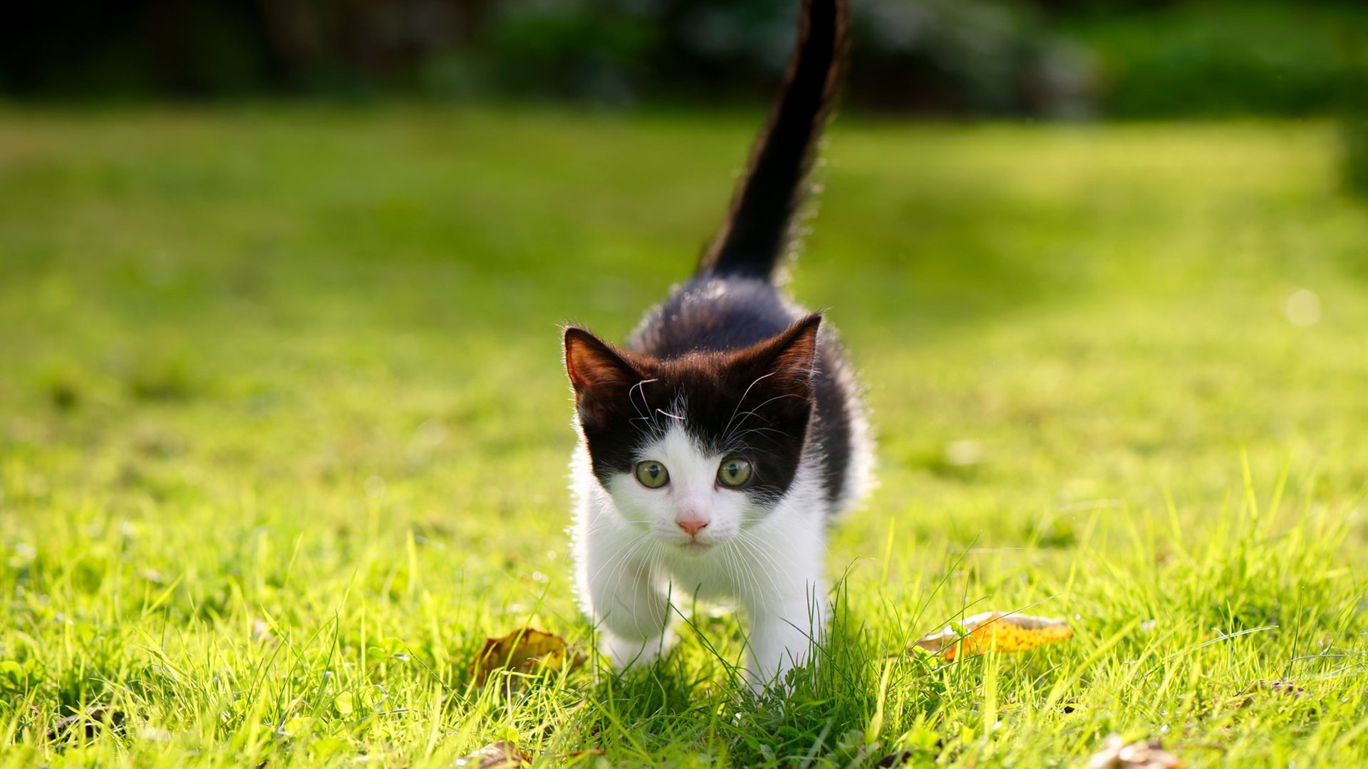 德甲联赛的场馆现代化升级,德甲球场标准